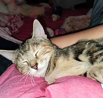 Photo of Kiki -MISSING