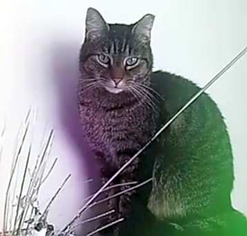 Photo of Thor
