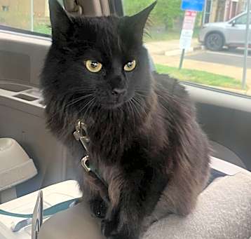 Photo of Luna
