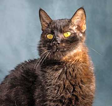 Photo of Salem II