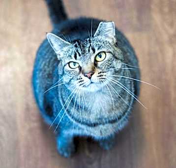 Photo of Daphne