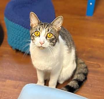 Photo of Mochi