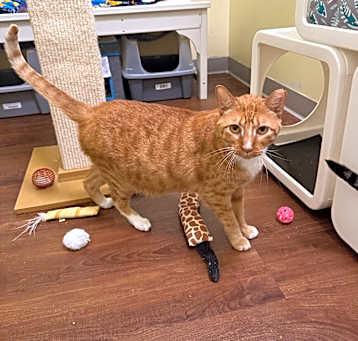 Photo of Nugget