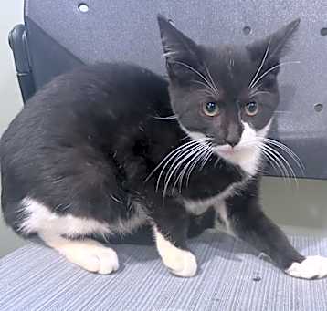 Photo of Jekyll