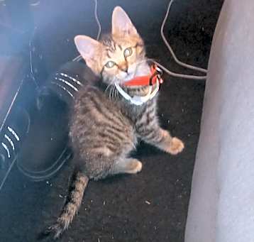 Photo of Sasha - MISSING