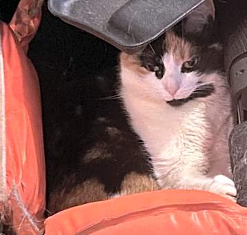 Photo of Pumpkin - MISSING