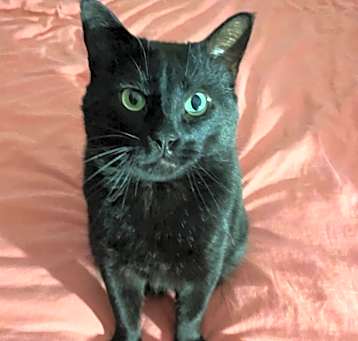 Photo of Jake - MISSING