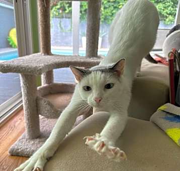 Photo of Bo
