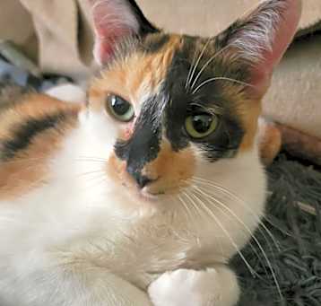 Photo of Abbie