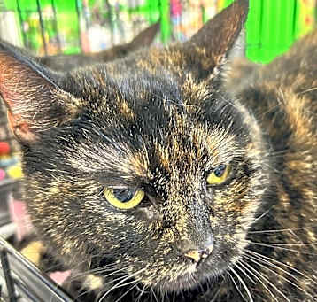 Photo of Jasmine