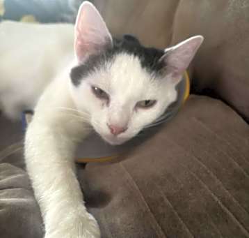 Photo of Luna