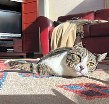 Photo of Pepper