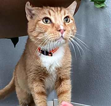 Photo of Thor