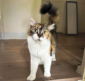 Photo of Delimar