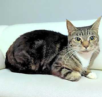 Photo of Atzi
