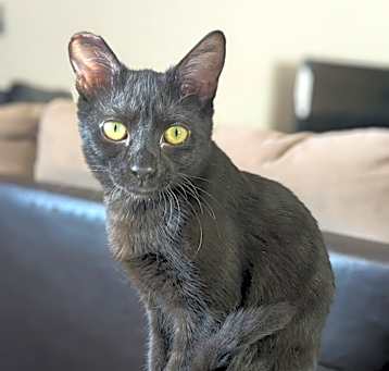 Photo of Ginger
