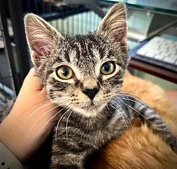 Photo of Reynard