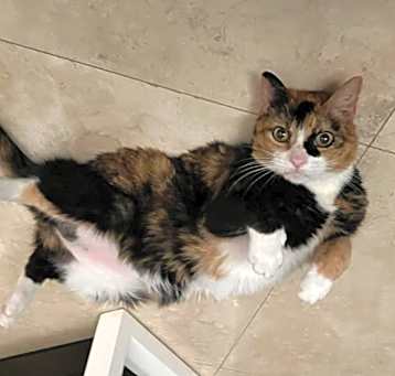 Photo of Mittens