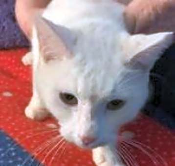 Photo of Snowball