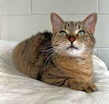 Photo of Ginger