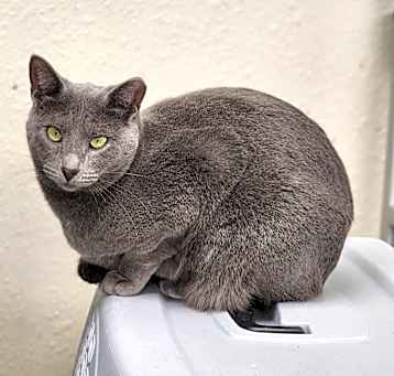 Photo of Pepper