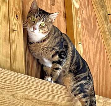 Photo of Prancer