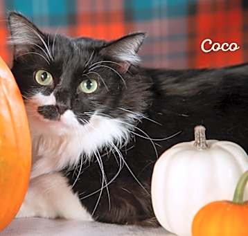 Photo of Coco