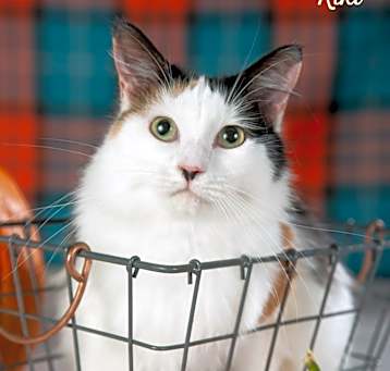 Photo of Kiki