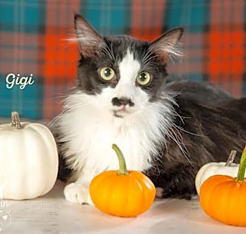Photo of Gigi