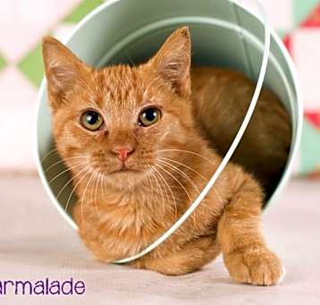 Photo of Marmalade