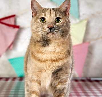 Photo of Primrose