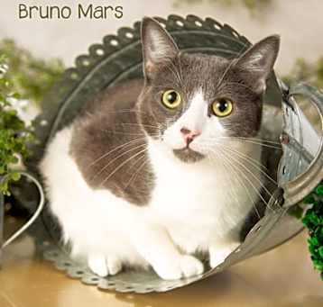 Photo of Bruno Mars
