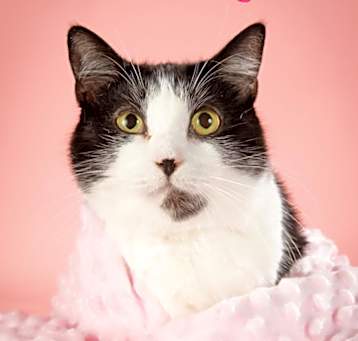 Photo of June Bug