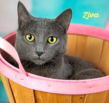 Photo of Ziva