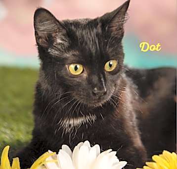 Photo of Dorothy (DOT)