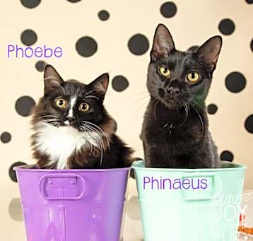 Photo of Phoebe