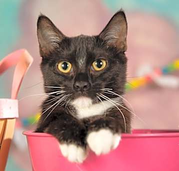 Photo of Tippy