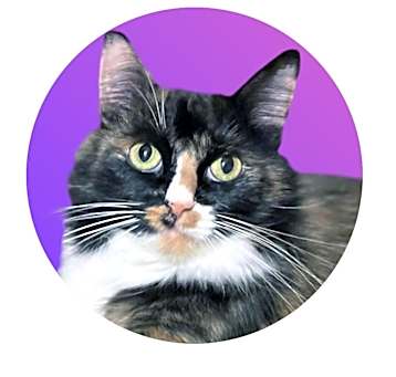Photo of Minerva