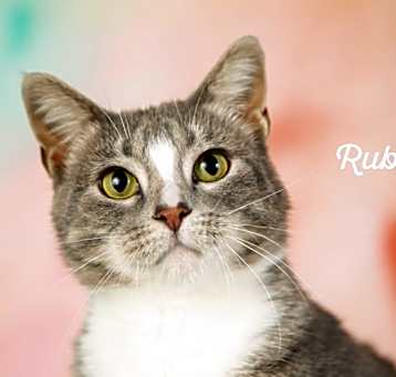 Photo of Ruby
