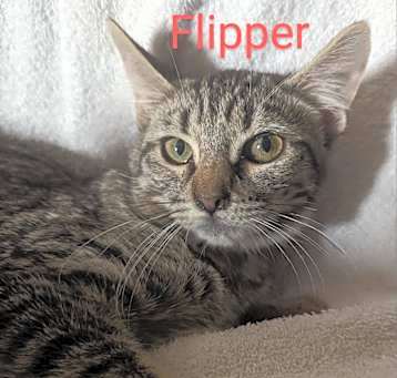 Photo of Flipper
