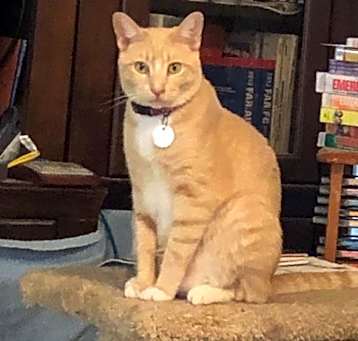Photo of PUMPKIN