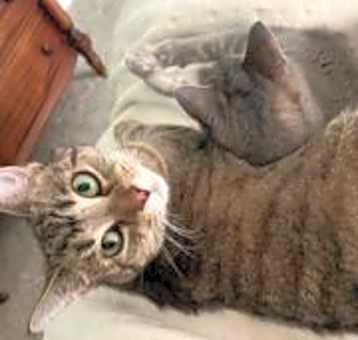 Photo of Ozzie - handsome tabby with huge eyes