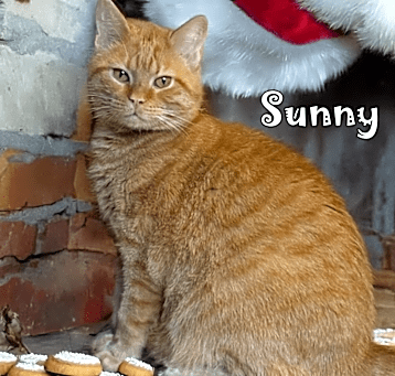 Photo of Sunny (FeLV+)