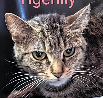 Photo of Tiger Lilly @ Pet Supplies Plus Kokomo
