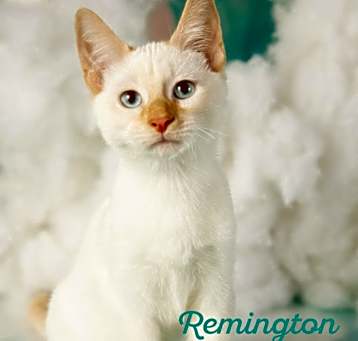 Photo of Remington