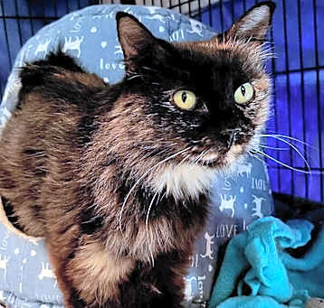 Photo of Opal