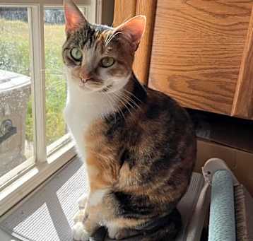 Photo of Willow