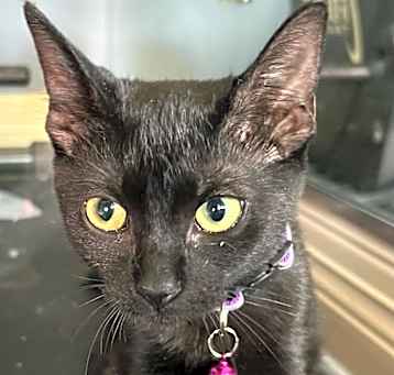 Photo of Onyx