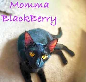 Photo of Blackberry