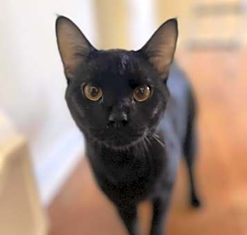 Photo of Buddy